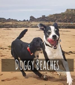 The best dog friendly beaches in north Devon