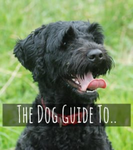 Dog guides to Devon