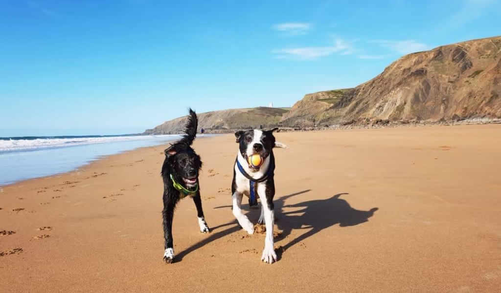 places to visit in devon with dogs